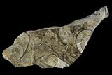 Polished Fossil Goniatite Slab - Germany #125440-2